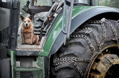 Las almas viejas de estos perros capturadas en fotos, son increibles