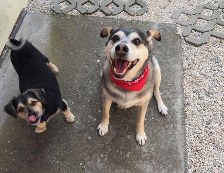 Las almas viejas de estos perros capturadas en fotos, son increibles