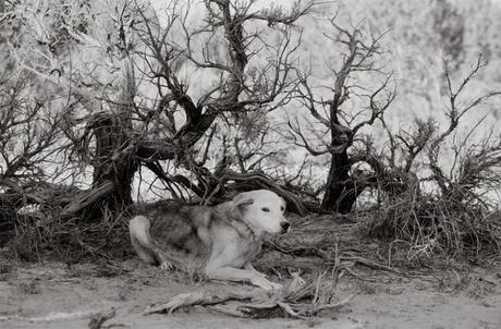 Las almas viejas de estos perros capturadas en fotos, son increibles