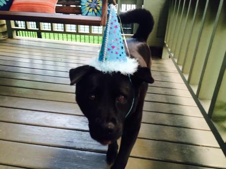 Las almas viejas de estos perros capturadas en fotos, son increibles