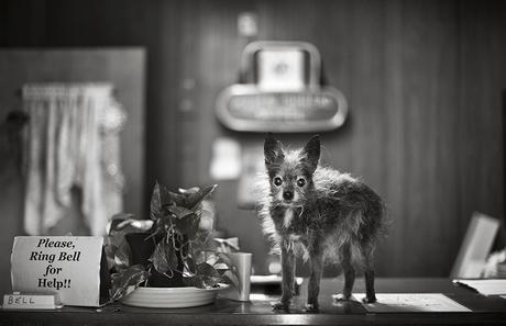 Las almas viejas de estos perros capturadas en fotos, son increibles