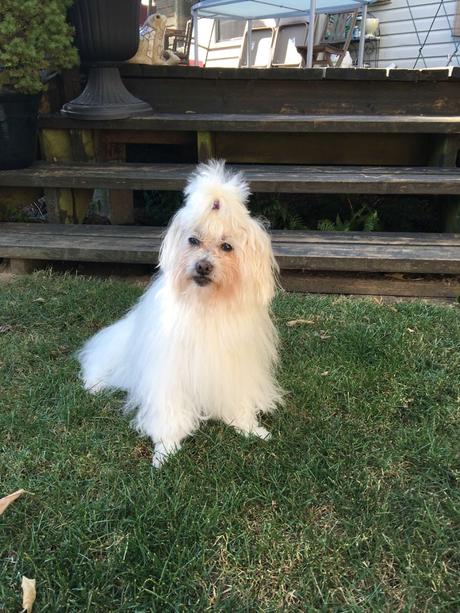 Las almas viejas de estos perros capturadas en fotos, son increibles