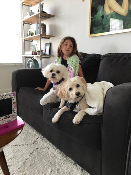 Las almas viejas de estos perros capturadas en fotos, son increibles