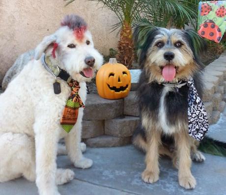 Las almas viejas de estos perros capturadas en fotos, son increibles