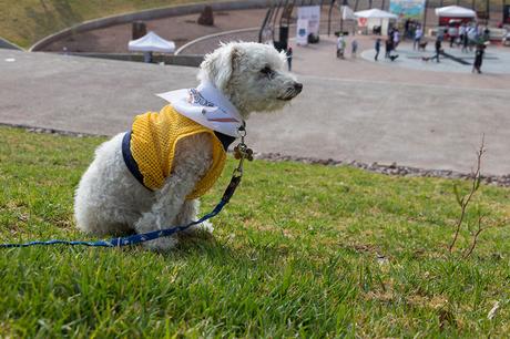 Las almas viejas de estos perros capturadas en fotos, son increibles