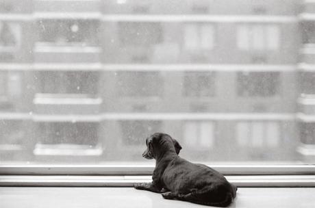 Las almas viejas de estos perros capturadas en fotos, son increibles