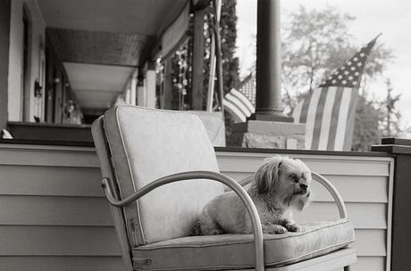 Las almas viejas de estos perros capturadas en fotos, son increibles