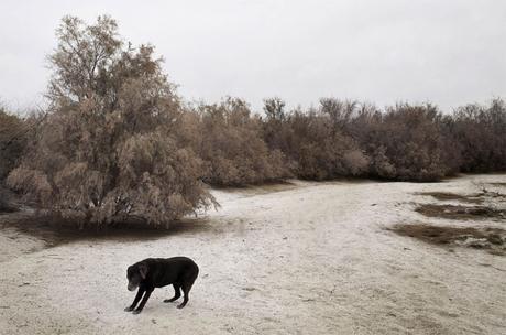 Las almas viejas de estos perros capturadas en fotos, son increibles
