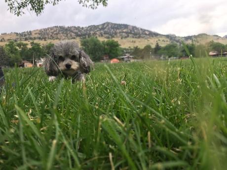Las almas viejas de estos perros capturadas en fotos, son increibles