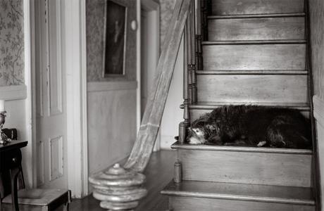 Las almas viejas de estos perros capturadas en fotos, son increibles