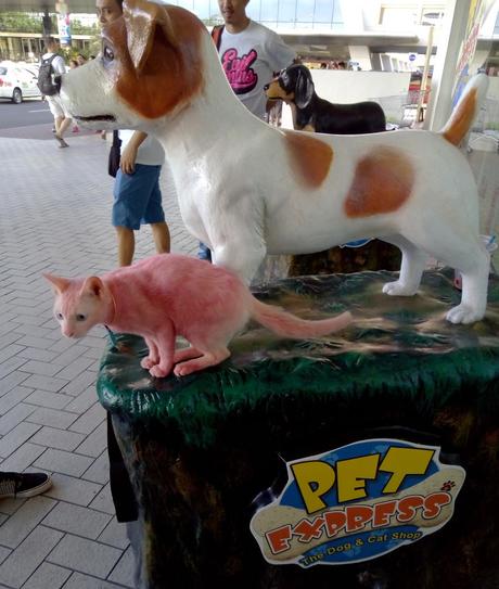 Las almas viejas de estos perros capturadas en fotos, son increibles