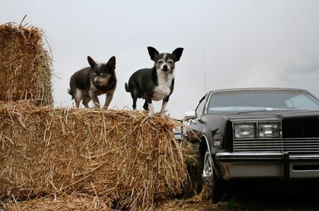 Las almas viejas de estos perros capturadas en fotos, son increibles