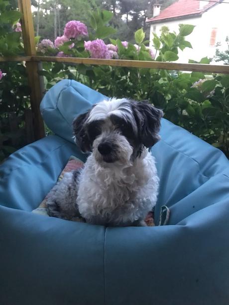 Las almas viejas de estos perros capturadas en fotos, son increibles