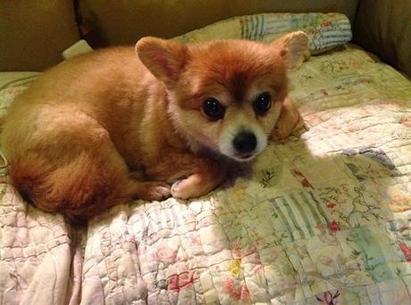 Las almas viejas de estos perros capturadas en fotos, son increibles