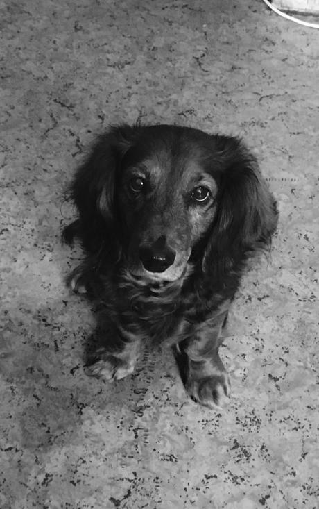 Las almas viejas de estos perros capturadas en fotos, son increibles