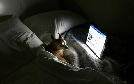 Las almas viejas de estos perros capturadas en fotos, son increibles