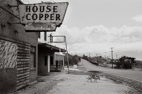 Las almas viejas de estos perros capturadas en fotos, son increibles