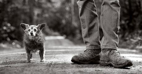 Las almas viejas de estos perros capturadas en fotos, son increibles
