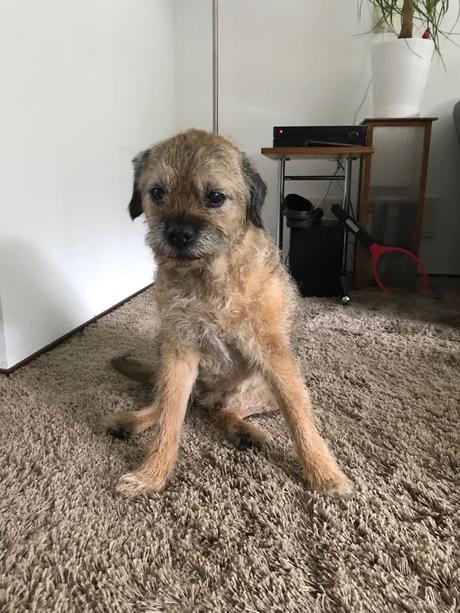 Las almas viejas de estos perros capturadas en fotos, son increibles