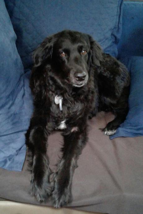 Las almas viejas de estos perros capturadas en fotos, son increibles