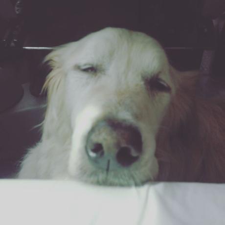 Las almas viejas de estos perros capturadas en fotos, son increibles