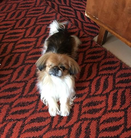 Las almas viejas de estos perros capturadas en fotos, son increibles