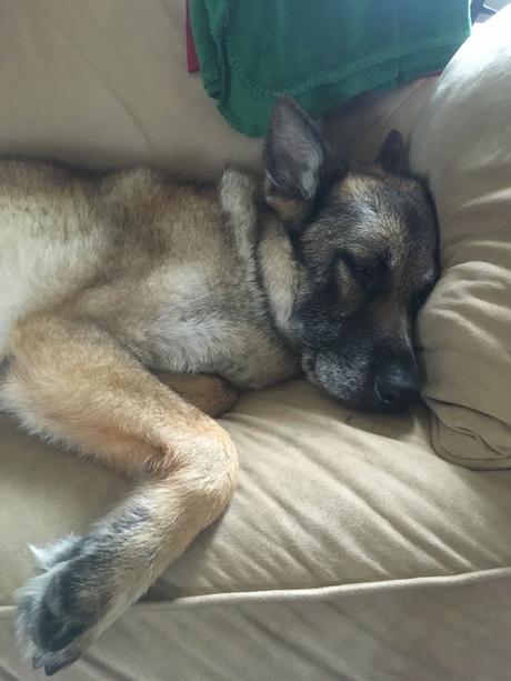 Las almas viejas de estos perros capturadas en fotos, son increibles