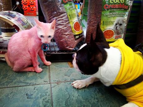 Las almas viejas de estos perros capturadas en fotos, son increibles