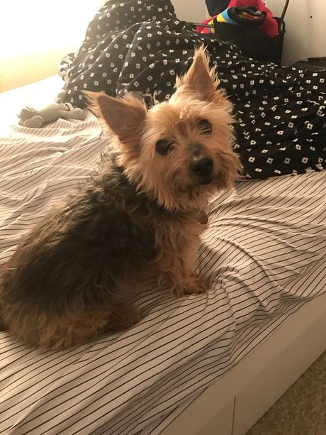 Las almas viejas de estos perros capturadas en fotos, son increibles