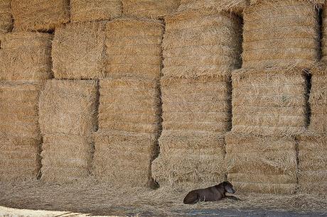 Las almas viejas de estos perros capturadas en fotos, son increibles
