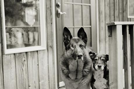 Las almas viejas de estos perros capturadas en fotos, son increibles