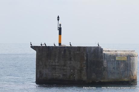 El bastión de los cormoranes