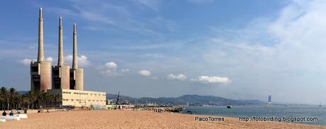 El bastión de los cormoranes