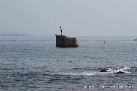El bastión de los cormoranes