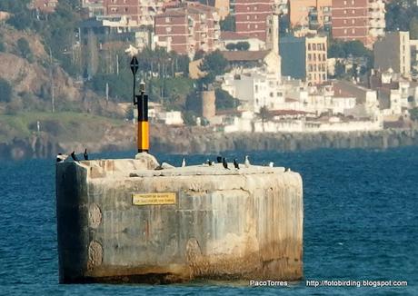 El bastión de los cormoranes