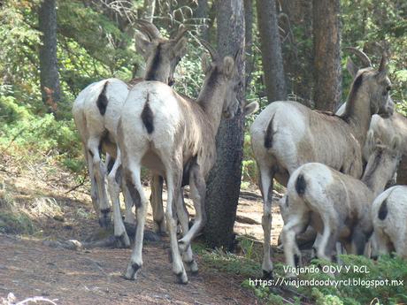 Lago Minnewanka. Banff. Montañas Rocosas Canadienses. fauna y vida silvestre