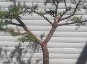 Junipero indomable 2017