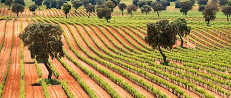 ENOFUSION 2018, VINO Y GASTRONOMÍA ENOFUSION 2018, VINO Y GASTRONOMÍA