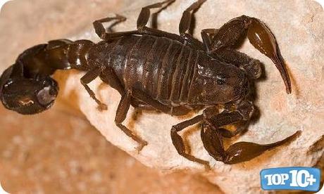 Escorpión Arábigo-entre-los-10-escorpiones-mas-peligrosos