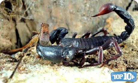 Androctonus-entre-los-10-escorpiones-mas-peligrosos