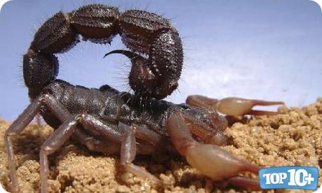 Spitting Thicktail Black-entre-los-10-escorpiones-mas-peligrosos