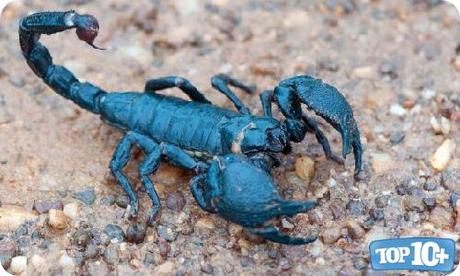 Escorpión Emperador-entre-los-10-escorpiones-mas-peligrosos