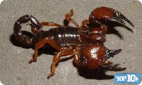 Pandinuscavimanus-entre-los-10-escorpiones-mas-peligrosos