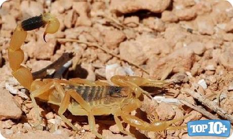 Escorpión Amarillo de Palestina-entre-los-10-escorpiones-mas-peligrosos