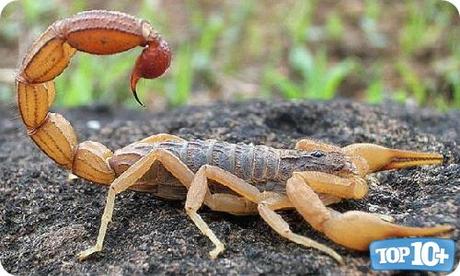 Hottentotta tamulus-entre-los-10-escorpiones-mas-peligrosos