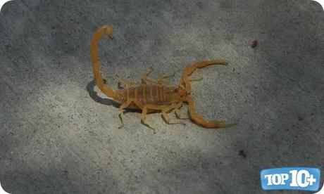 Alacrán de Corteza-entre-los-10-escorpiones-mas-peligrosos