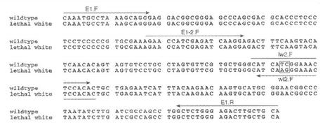 Síndrome overo letal blanco (OLWS). Monografía de alumnos Genética Básica Síndrome overo letal blanco (OLWS). Monografía de alumnos Genética Básica