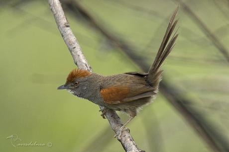 Pijuí plomizo (Chicli Spinetail) Synallaxis spixi