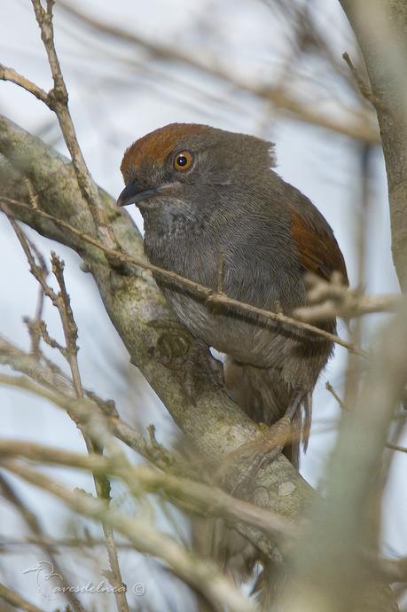 Pijuí plomizo (Chicli Spinetail) Synallaxis spixi