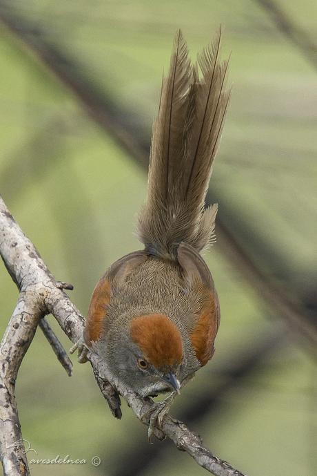 Pijuí plomizo (Chicli Spinetail) Synallaxis spixi